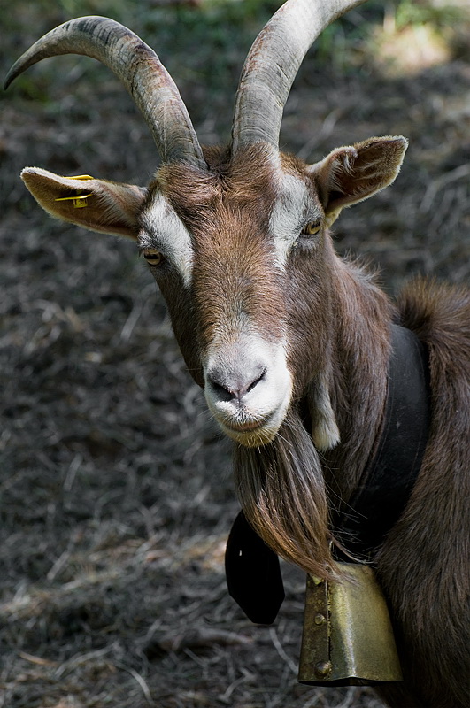Südtirol D35_5013 als Smart-Objekt-1 Kopie.jpg - Die Glocken dieser Bergziegen waren schon von weitem im ganzen Tal zu hören